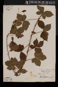 Rubus porteri image