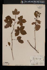 Rubus porteri image