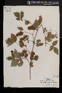 Rubus pubescens image