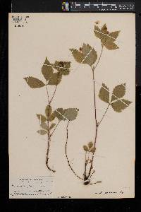 Rubus pubescens image