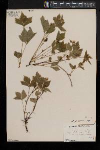 Rubus pubescens image