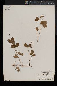 Rubus pubescens image