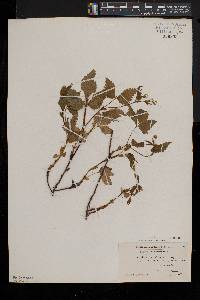 Rubus pubescens image