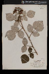 Rubus phoenicolasius image