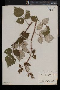 Rubus phoenicolasius image