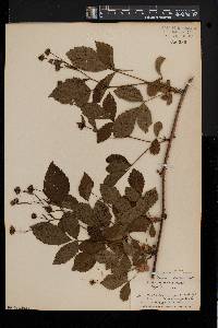 Rubus roribaccus image