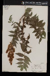 Sorbaria sorbifolia image