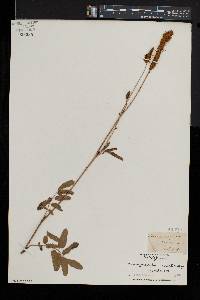 Sanguisorba canadensis image