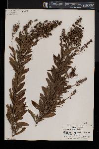 Spiraea alba image