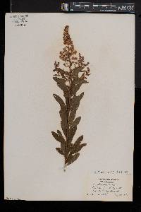 Spiraea alba image