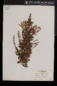 Spiraea alba image