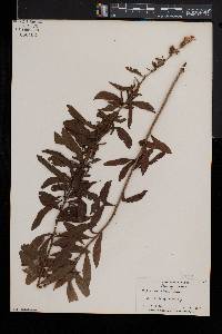 Spiraea alba image