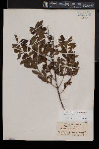 Spiraea alba image