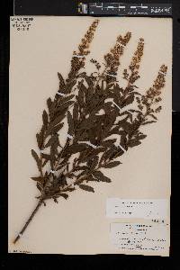 Spiraea alba image