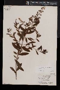 Spiraea alba image