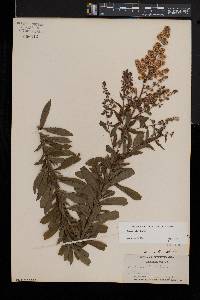 Spiraea alba image