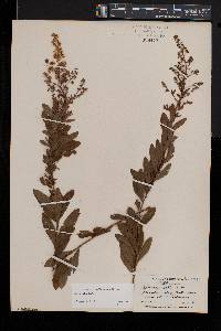 Spiraea alba image