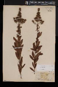 Spiraea alba image