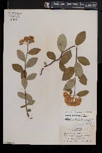 Spiraea betulifolia image