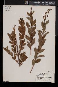 Spiraea alba image