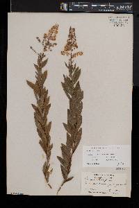 Spiraea alba image