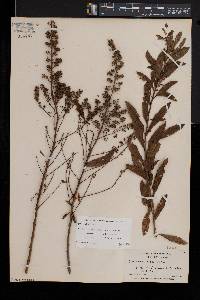 Spiraea alba image