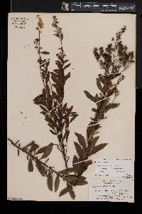 Spiraea alba image