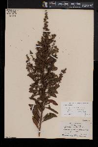 Spiraea alba image