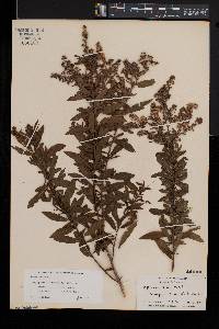 Spiraea alba image