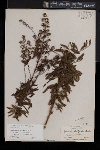 Spiraea alba image