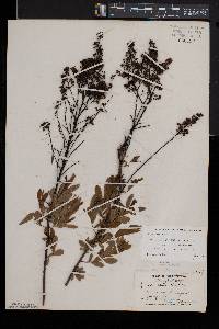 Spiraea alba image