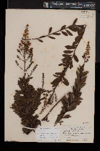 Spiraea alba image