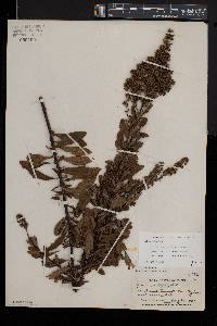 Spiraea alba image