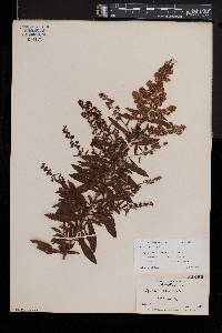 Spiraea alba image