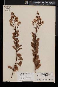 Spiraea alba image