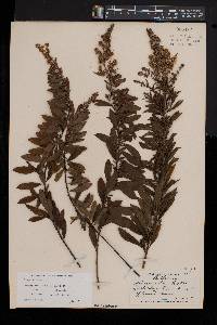 Spiraea alba image