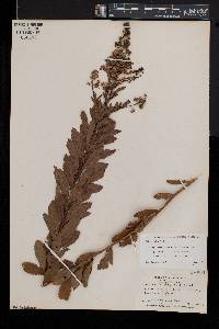 Spiraea alba image