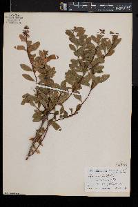 Spiraea latifolia image