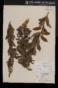 Spiraea latifolia image