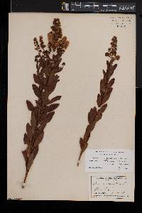 Spiraea latifolia image