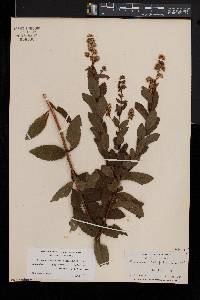 Spiraea latifolia image