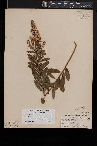 Spiraea alba image