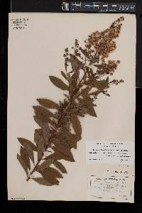 Spiraea latifolia image