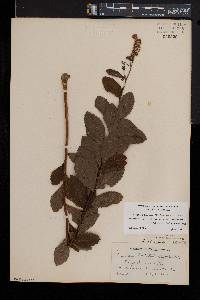 Spiraea latifolia image