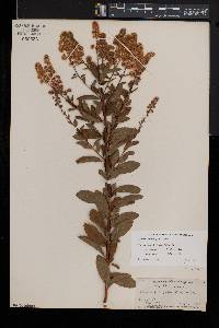 Spiraea latifolia image