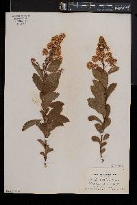 Spiraea latifolia image