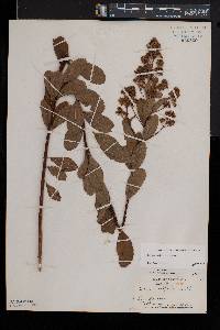 Spiraea latifolia image