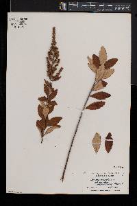 Spiraea tomentosa image