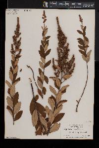 Spiraea tomentosa image