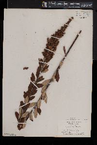 Spiraea tomentosa image